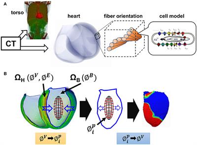 Absence of Rapid Propagation through the Purkinje Network as a Potential Cause of Line Block in the Human Heart with Left Bundle Branch Block